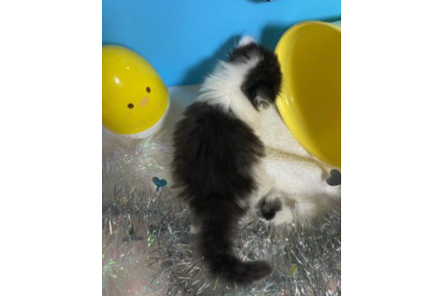 成約済の大阪府のスコティッシュフォールド-68346の3枚目